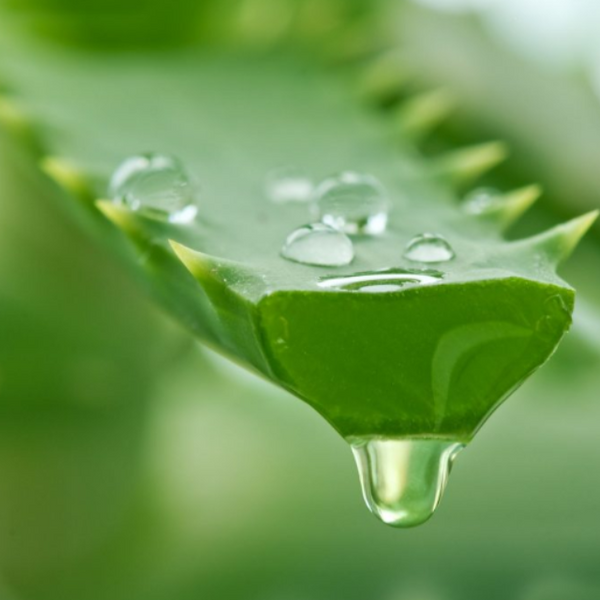 Gel de Aloe Vera: Um Aliado Natural para Pele e Cabelos